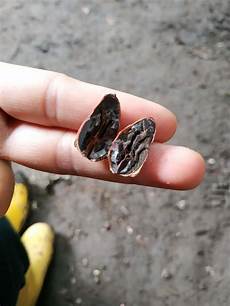 Tray Halva With Pistacho