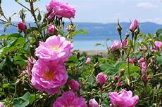 Rose Sweets Manufacturers Turkey